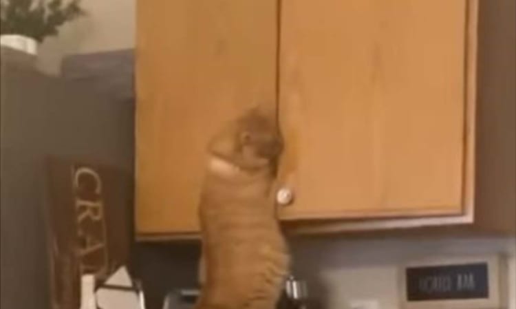 「今からおやつを食べる、そう絶対にだ！」おやつが食べたいという愛猫の食欲への執着と共に賢さを感じる瞬間を目撃しました