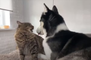親友の猫とじゃれ合っているハスキー犬。ところが猫が『ある事』をしてくると、ものスゴくインパクトのある顔になるのです