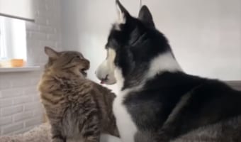 親友の猫とじゃれ合っているハスキー犬。ところが猫が『ある事』をしてくると、ものスゴくインパクトのある顔になるのです