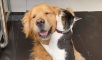 猫と仲良しさんなゴールデンレトリバー。猫にハグされたり、懐に招き入れたり、耳をカプっと噛まれたりと、なんだかとても幸せそう