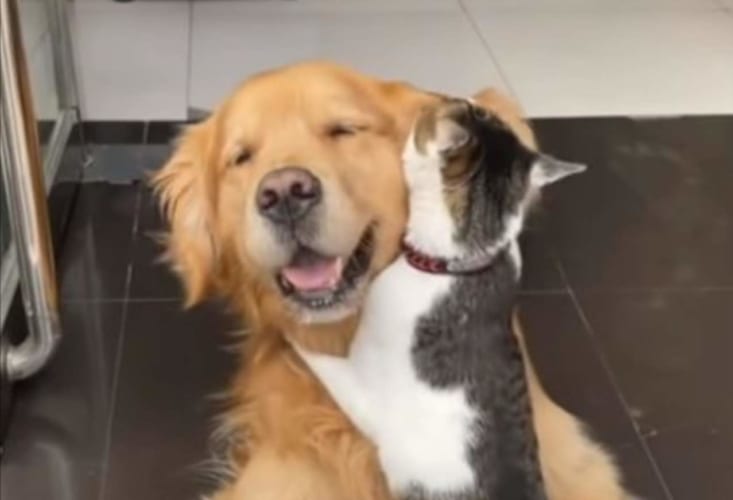 猫と仲良しさんなゴールデンレトリバー。猫にハグされたり、懐に招き入れたり、耳をカプっと噛まれたりと、なんだかとても幸せそう