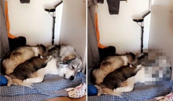 フミフミ・・・。友達の子猫に体をこねてもらいながらぐっすり寝る幸せそうなグレート・ピレニーズ