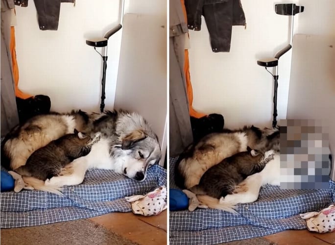 フミフミ・・・。友達の子猫に体をこねてもらいながらぐっすり寝る幸せそうなグレート・ピレニーズ