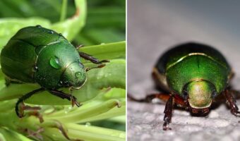 「カナブン」と「コガネムシ」にはどんな違いがある?どちらも害虫なの?