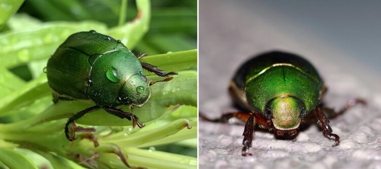 「カナブン」と「コガネムシ」にはどんな違いがある？どちらも害虫なの？