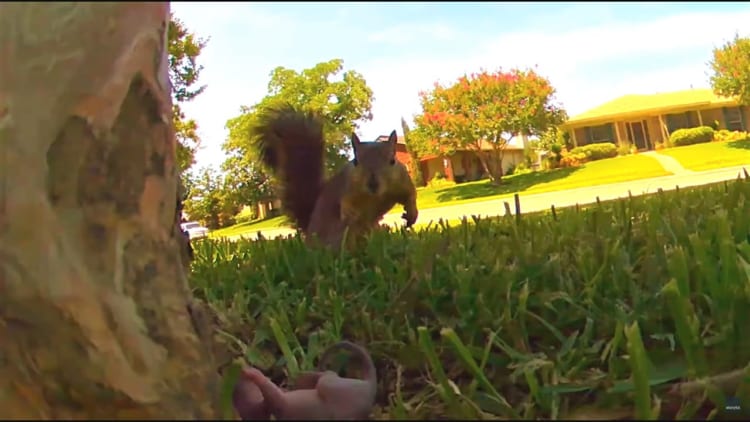 【貴重映像】大変！！リスの赤ちゃんが木から落下！救出に現れた母リスがかっこよかった！