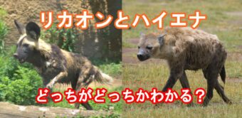 アフリカに生息する「リカオン」と「ハイエナ」は仲間？それとも別種？その違いは？