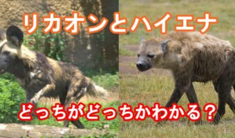 アフリカに生息する「リカオン」と「ハイエナ」は仲間？それとも別種？その違いは？