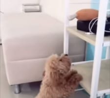 お気に入りのオモチャを取りたいけど届かない子犬。そこへ親友のゴールデン・レトリバーが現われて・・・