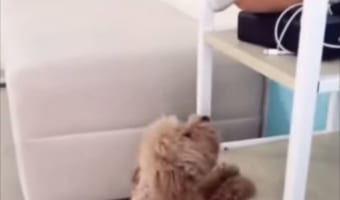 お気に入りのオモチャを取りたいけど届かない子犬。そこへ親友のゴールデン・レトリバーが現われて・・・