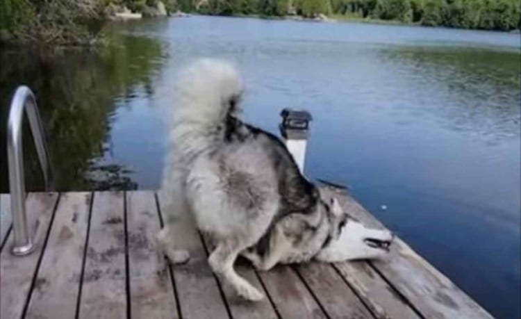 ドジっ子ハスキー、体を地面に擦りつけてたら池に落ちちゃったの巻！