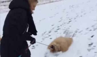 お外で動きたくないアピールをするゴールデンドゥードル。飼い主さんに引きずられた結果、かわいい雪かきに変身しました