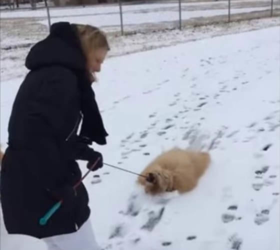 お外で動きたくないアピールをするゴールデンドゥードル。飼い主さんに引きずられた結果、かわいい雪かきに変身しました