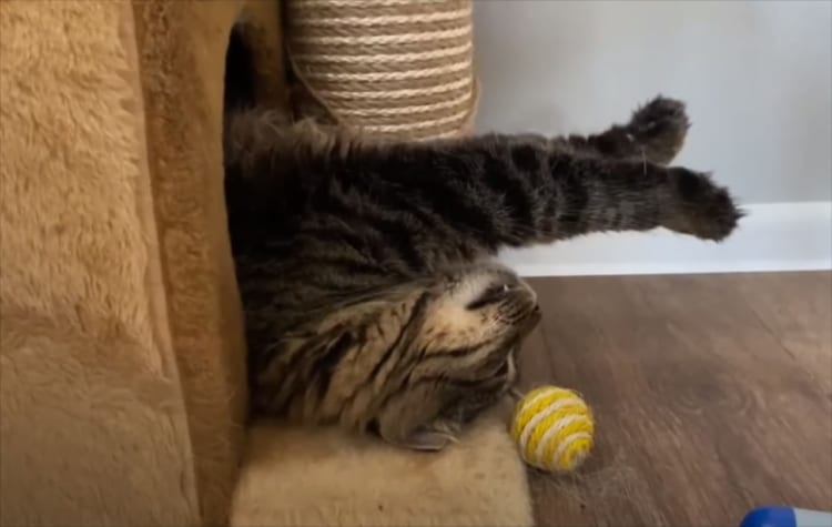 その姿勢って楽なの？昼寝をする時になんだかおもしろいポーズをみせる猫