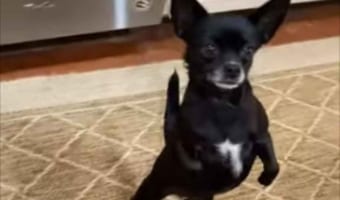 バランス感覚がスゴい！！なんと直立歩行したままサイドステップをしたり、後ろに歩いていく倒れないチワワ