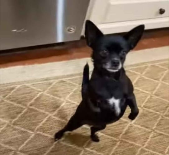 バランス感覚がスゴい！！なんと直立歩行したままサイドステップをしたり、後ろに歩いていく倒れないチワワ