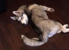 一瞬ギョッとなる！ものスゴい体勢になっているハスキー犬。こんなポーズを取っている理由とは！？