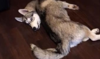 一瞬ギョッとなる!ものスゴい体勢になっているハスキー犬。こんなポーズを取っている理由とは!?