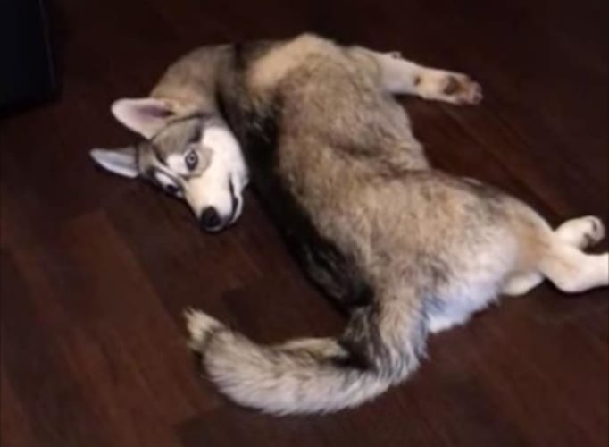 一瞬ギョッとなる！ものスゴい体勢になっているハスキー犬。こんなポーズを取っている理由とは！？