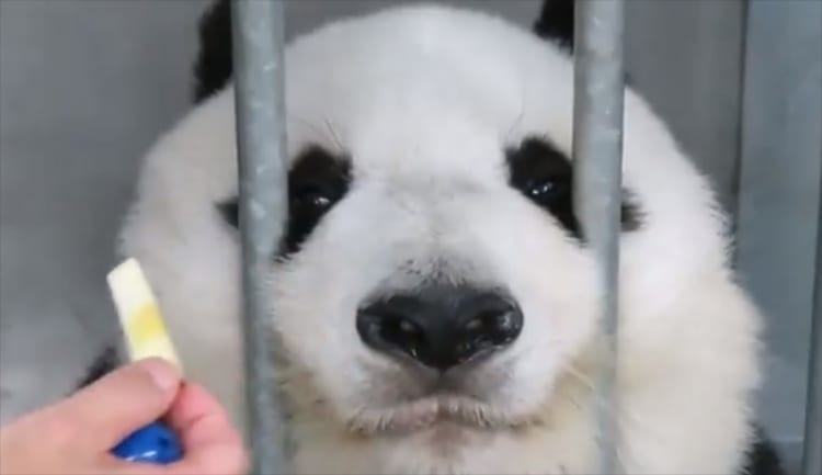 『止まれ』の意味が分かってる？！リンゴを食べる際に出された指示に従う、かわいいうえにお利口さんなパンダ