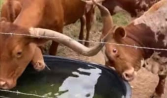 目の前にある水をなかなか飲もうとしない牛のテキサスロングホーン。そこには意外な理由がありました!
