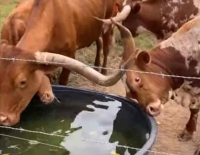 目の前にある水をなかなか飲もうとしない牛のテキサスロングホーン。そこには意外な理由がありました！