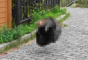 猫がまさかの空中戦！スマホを連射していたら撮れた決定的瞬間！！【奇跡の1枚】