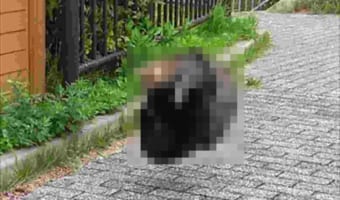 猫がまさかの空中戦！スマホを連射していたら撮れた決定的瞬間！！【奇跡の1枚】