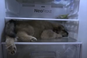 暑すぎて外にいられない・・・。冷蔵庫でクールダウンするゴールデンレトリバーには、特等席が用意されていました！