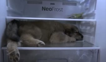 暑すぎて外にいられない・・・。冷蔵庫でクールダウンするゴールデンレトリバーには、特等席が用意されていました!