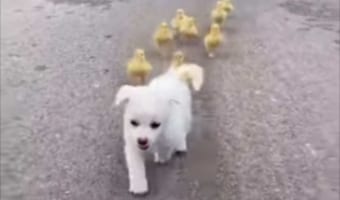 白い毛をした子犬をテクテクと追いかけるアヒルのヒナたち。自由な子犬と一生懸命なアヒルのヒナたちが、どちらもかわいい！！