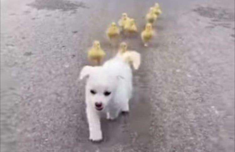 白い毛をした子犬をテクテクと追いかけるアヒルのヒナたち。自由な子犬と一生懸命なアヒルのヒナたちが、どちらもかわいい！！