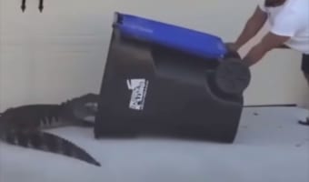 家の前にワニがあらわれた！捕獲作戦を開始した勇敢な男性が使ったのは・・・なんとゴミ箱1つ！！