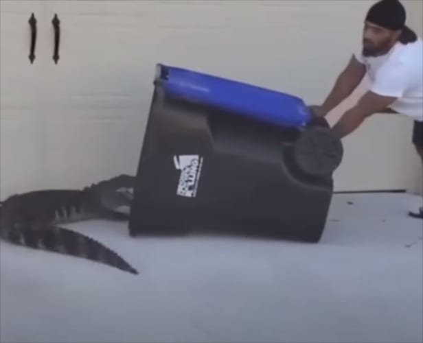 家の前にワニがあらわれた！捕獲作戦を開始した勇敢な男性が使ったのは・・・なんとゴミ箱1つ！！