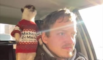 飼い主さんとドライブ中のミーアキャット!飼い主さんの肩に立ち、着ているニットがとても似合ってる!!