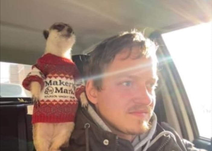 飼い主さんとドライブ中のミーアキャット！飼い主さんの肩に立ち、着ているニットがとても似合ってる！！