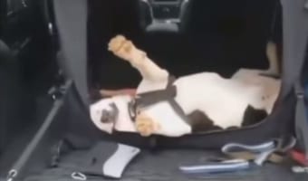 ドライブの旅が楽しすぎた？疲れ果てた愛犬は、車から降りることさえメンドくさくなったのか動いてくれないのでした