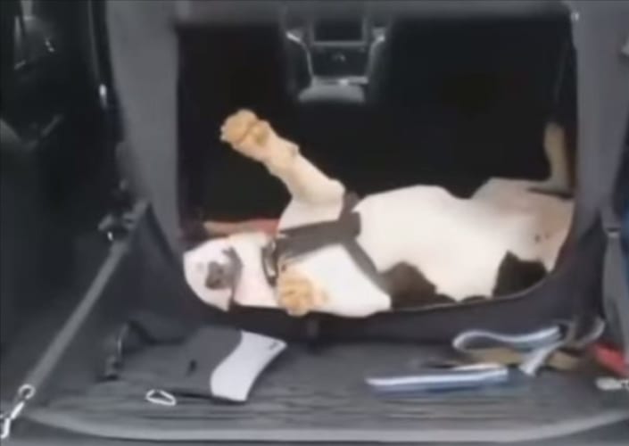 ドライブの旅が楽しすぎた？疲れ果てた愛犬は、車から降りることさえメンドくさくなったのか動いてくれないのでした