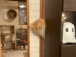 なんだか申し訳なさそう。居なくなったと思い、家中を探していたら棚の裏から出てきた愛猫の表情が・・・絶妙すぎる！