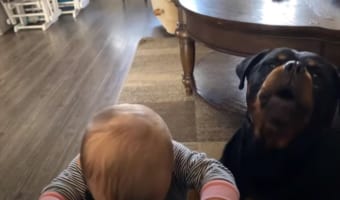 なんという即効性。赤ちゃんを泣き止ませるために、愛犬が渾身の遠吠えを披露しました
