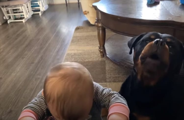 なんという即効性。赤ちゃんを泣き止ませるために、愛犬が渾身の遠吠えを披露しました