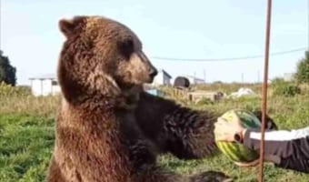 中に人間が入ってる?!スイカをありがたく受け取って美味しそうに食べるクマ