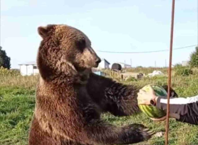 中に人間が入ってる？！スイカをありがたく受け取って美味しそうに食べるクマ