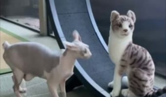 まさかのプロレス?! ぬいぐるみに嫉妬した愛猫がチョークスラムを炸裂させた~!!