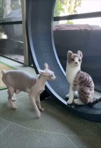 まさかのプロレス？！ ぬいぐるみに嫉妬した愛猫がチョークスラムを炸裂させた～！！