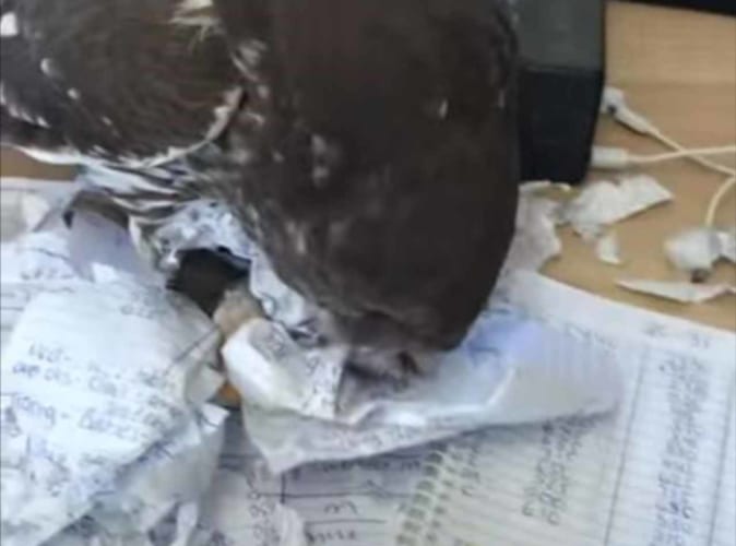 せっかくの手書きのノートが！？猛烈な勢いでノートを引き裂きクシャクシャに散らかしたフクロウ、最後に見せた表情は・・・