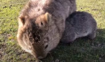 恥ずかしがり屋なウォンバットの赤ちゃんは、お母さんにベッタリくっついたり体の下に潜ったりで、姿をなかなか見せてくれませんでした