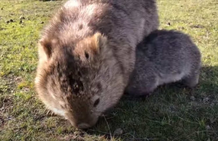 恥ずかしがり屋なウォンバットの赤ちゃんは、お母さんにベッタリくっついたり体の下に潜ったりで、姿をなかなか見せてくれませんでした
