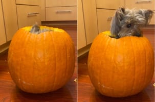 カボチャの中が気に入ったヨークシャー・テリア。名前を呼ばれてひょっこり顔を出す様子がとてもかわいい！！