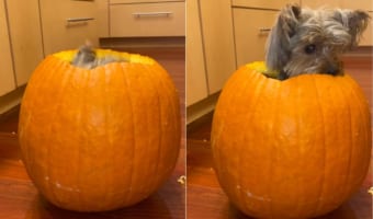 カボチャの中が気に入ったヨークシャー・テリア。名前を呼ばれてひょっこり顔を出す様子がとてもかわいい！！